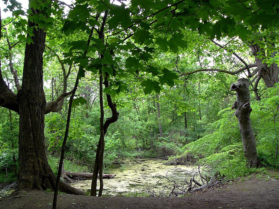 Humber Arboretum